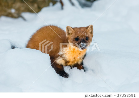 weasel sitting at snow field, mustela nivalis weasel sitting at snow field, mustela nivalis 37358591