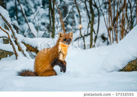 weasel sitting at snow field, mustela nivalis weasel sitting at snow field, mustela nivalis 37358593