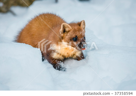 weasel sitting at snow field, mustela nivalis 37358594