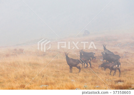 herd of chamois passes a mountain pass in the fog 37358603