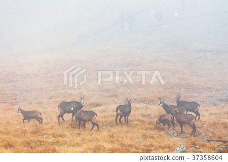 herd of chamois passes a mountain pass in the fog 37358604