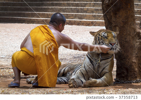 Monk and tiger 37358713