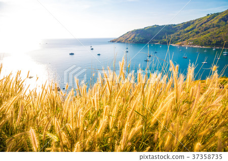 Yatch boat on Andaman sea with yellow grass 37358735