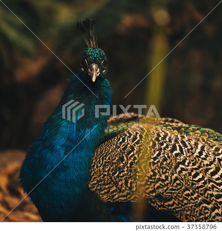 Beautiful colourful peacock outdoors. Beautiful colourful peacock outdoors. 37358796