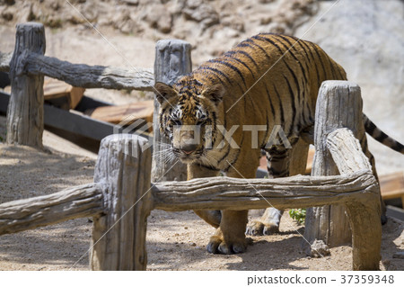 Tiger in the Tiger temple 37359348