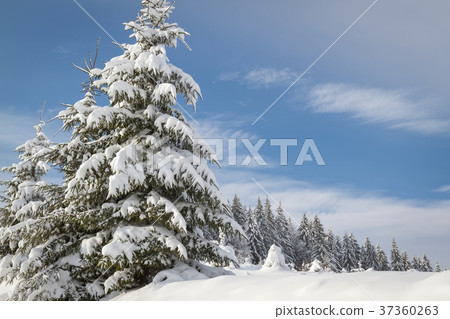 Winter's tale 37360263