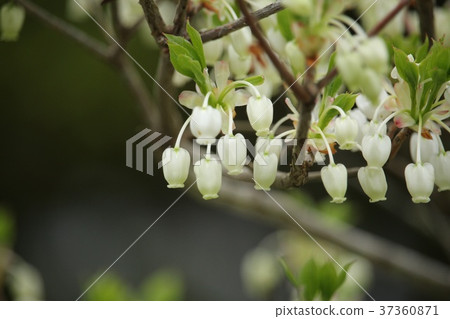 Mantenboshi Mantenboshi 37360871