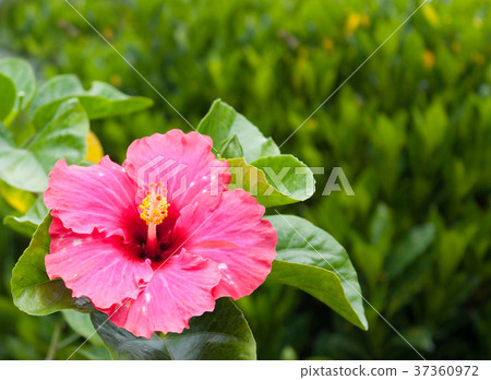 Pink hibiscus Pink hibiscus 37360972