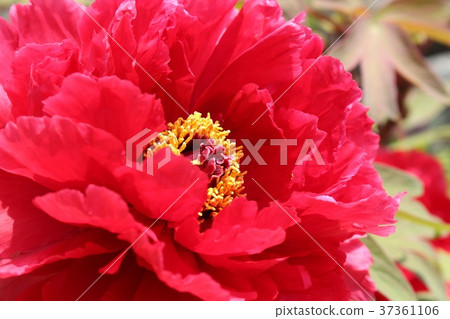 Peony Peony 37361106