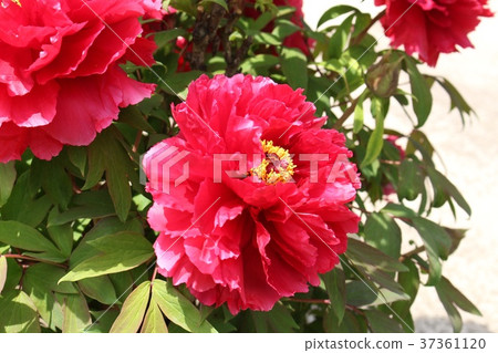 Peony Peony 37361120
