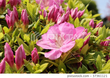 Azalea Azalea 37361121