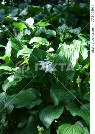 大葉假珍珠Obogi boushi花語言是“一個安靜的人” 37361663