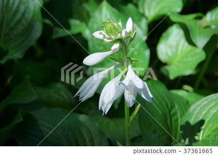 Large leaf false pearl Obogi boushi Flower language is "a quiet person" Large leaf false pearl Obogi boushi Flower language is "a quiet person" 37361665