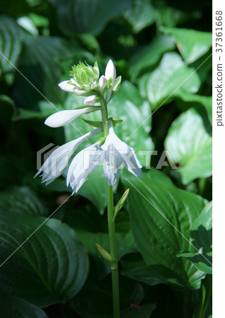 Large leaf false pearl Obogi boushi Flower language is "a quiet person" Large leaf false pearl Obogi boushi Flower language is "a quiet person" 37361668