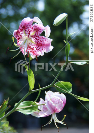 Yuri Shikaoko aka Tanabata Yuri flower language is "merciful depth" Yuri Shikaoko aka Tanabata Yuri flower language is "merciful depth" 37361688