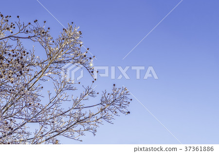 Shining rain ice on trees 37361886