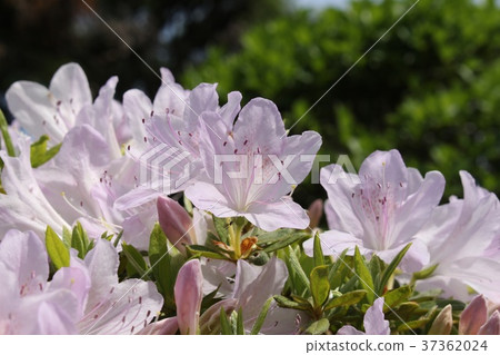 白杜鵑花 37362024