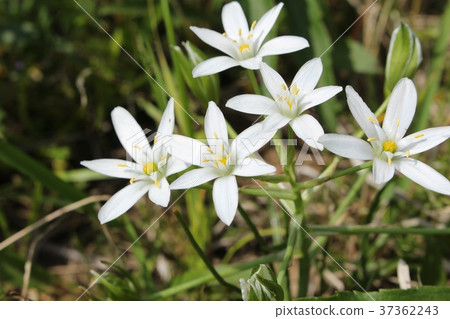 Ohnisogaram Ohnisogaram 37362243