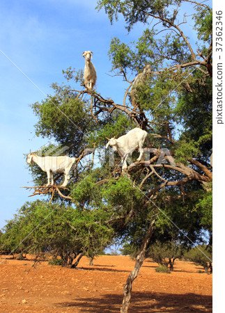Goats on the argan tree, Morocco 37362346