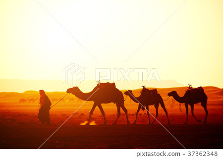 Caravan of camels in Sahara desert, Morocco 37362348