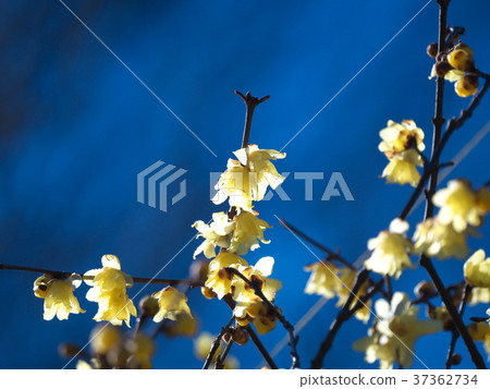 winter, garden, yard 37362734