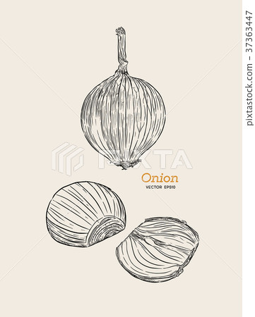 Onion hand drawn vector set. 37363447