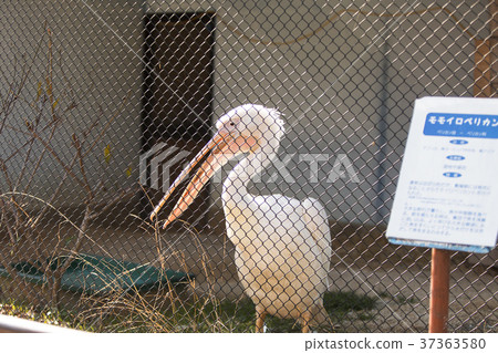 Omuta City Zoo Pelican 37363580