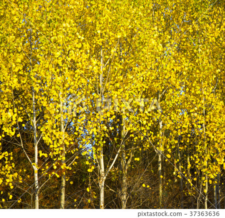 Autumn birchwood Autumn birchwood 37363636