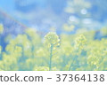Rape flowers and rainbow 37364138