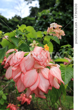 Mussaenda Filippica Mussaenda Filippica 37364830