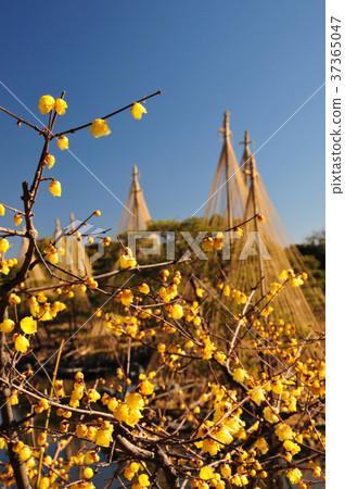 天鵝花園的公雞 37365047