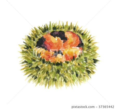 馬糞海膽 37365442