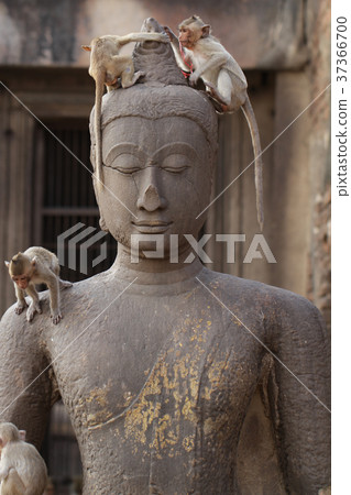 Children Monkey standing playing on ancient Buddha Children Monkey standing playing on ancient Buddha 37366700