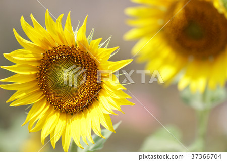 Sunflower at Sunflowers field, attractive blossom  37366704