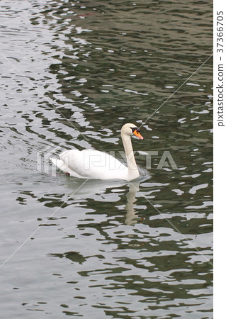 Swim Swan bay beside water lake Switzerland bird Swim Swan bay beside water lake Switzerland bird 37366705