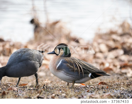 Tomoegamo of the waterside 37367433