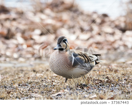 Tomoegamo of the waterside 37367443