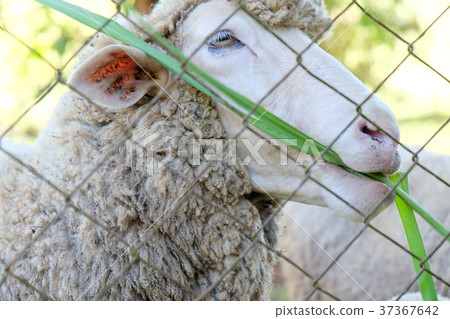 Sheep grazing Sheep grazing 37367642