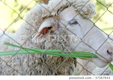 Sheep grazing Sheep grazing 37367643