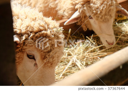 Sheep grazing Sheep grazing 37367644