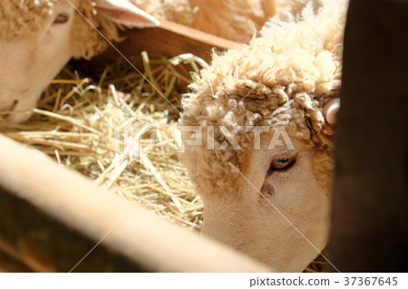 Sheep grazing 37367645