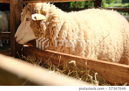 Sheep grazing 37367646