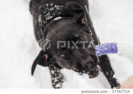 Portrait of cute funny black labrador dog Portrait of cute funny black labrador dog 37367724