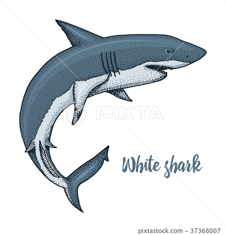 sea creature white shark. engraved hand drawn in sea creature white shark. engraved hand drawn in 37368007