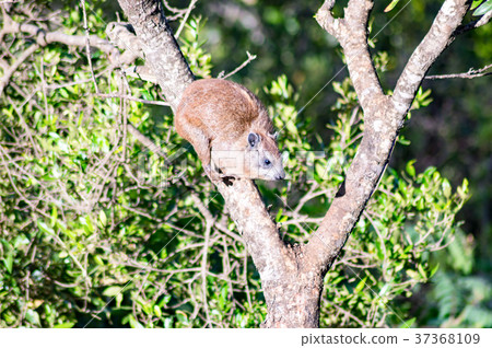 mammal perched on a tree in Kenya's rift valley mammal perched on a tree in Kenya's rift valley 37368109