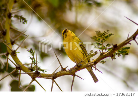 Weaver bird resting on a black acacia tree 37368117
