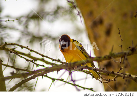 Weaver bird resting on a black acacia tree 37368118