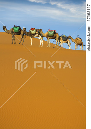 Desert caravan Desert caravan 37368127