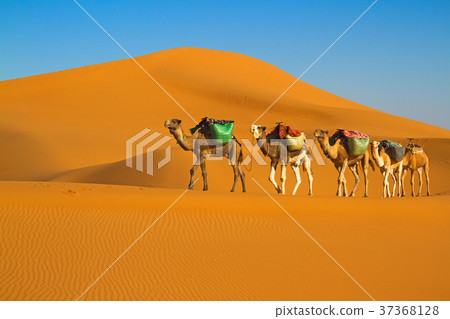 Desert caravan 37368128