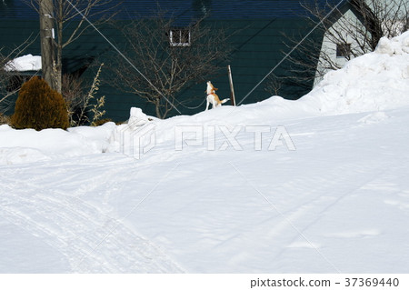 A deep winter meteorites Beagle that roars on the sunny Iwate mountain A deep winter meteorites Beagle that roars on the sunny Iwate mountain 37369440